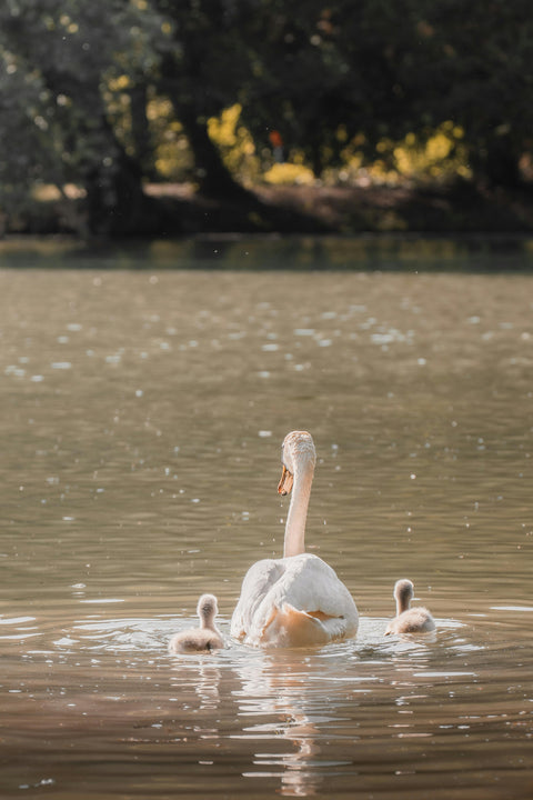 Mother's Day Gift Guide