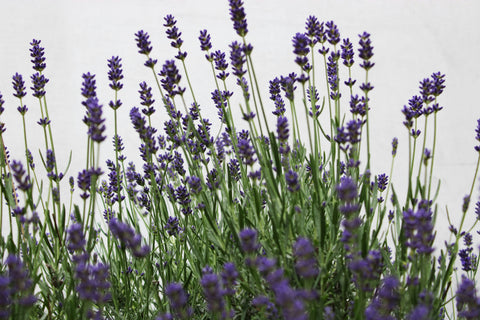 Lavender Dreams: A Soothing Lavender Ritual for Calm and Sleep