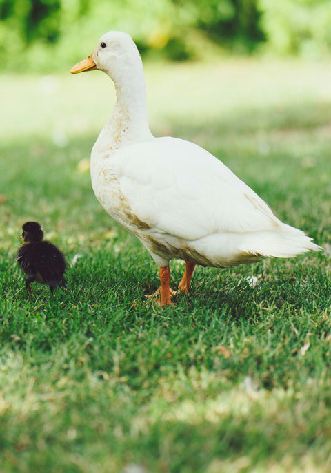 Mother's Day Gift Guide
