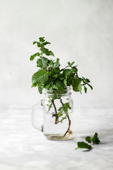 A Minty Moment of Bliss | Peppermint Rituals for Energy and Refreshment